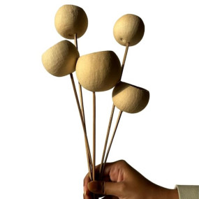 IDIKA Living Bell Cup Dried Pods |Set of 5 Sticks|Natural Decor & Craft Styling | Unique, Hollow & Long-Lasting | Perfect for Vases, Potpourri & DIY Arrangements(Natural)