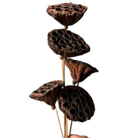 IDIKA Living Natural Dried Lotus Pods | Set of 5 Sticks |Unique, Hollow & Textured for Artistic Decor | Perfect for Bouquets & DIY Crafts | Ideal for Statement Arrangements & Floral Accents(Natural)