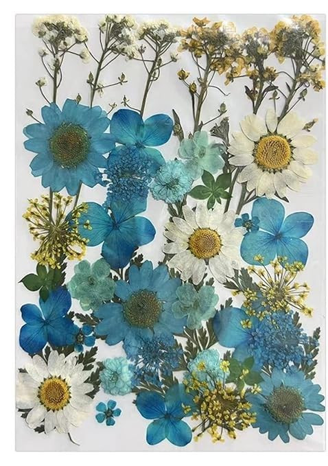 Natural Dried Pressed Flowers, Multi Color Mixed Daisies for Resin Art, Candle Making, Jewelry Craft, Nail Art, DIY Decorations (Blue)