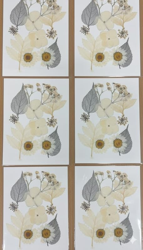 6 Dried & Pressed Natural Botanicals | Daisy & Skeleton Leaf Assortment for Resin, Art, and Crafts(Vaccum)