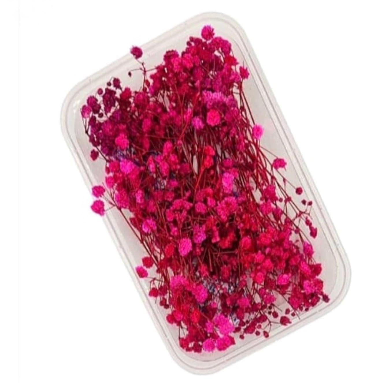 TA Natural Dried Baby's Breath Flowers, Hot Pink, Real Preserved Gypsophila Bouquet in Clear Storage Box, Floral Craft Decoration